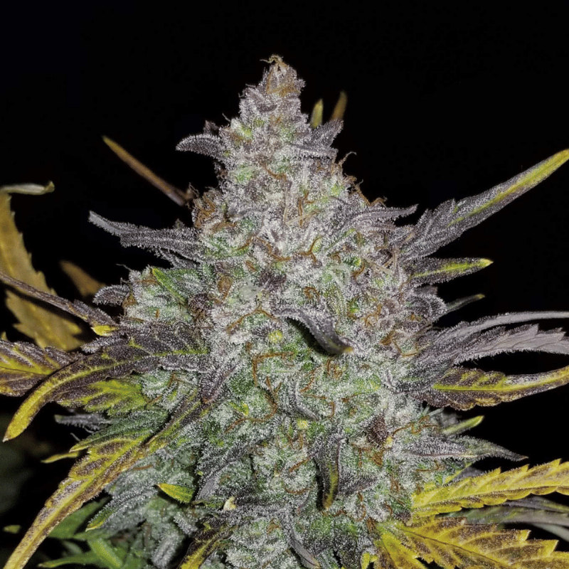 Rhino Ryder Auto, graine de collection autofloraison par 42 Fast Buds
