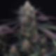 Aperçu de la plante Spritz, graine de collection par Perfect Tree disponible chez Siddhartha Seeds