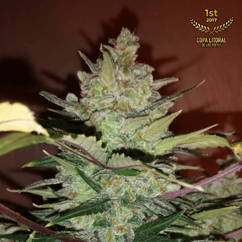 Green Crack Auto, graine de collection autofloraison par 42 Fast Buds
