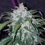 Miniature : Tangie Matic Auto, graine de collection autofloraison par 42 Fast Buds