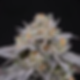 Aperçu de la plante cherry hills féminisée par perfect tree, disponible chez Siddhartha Seeds