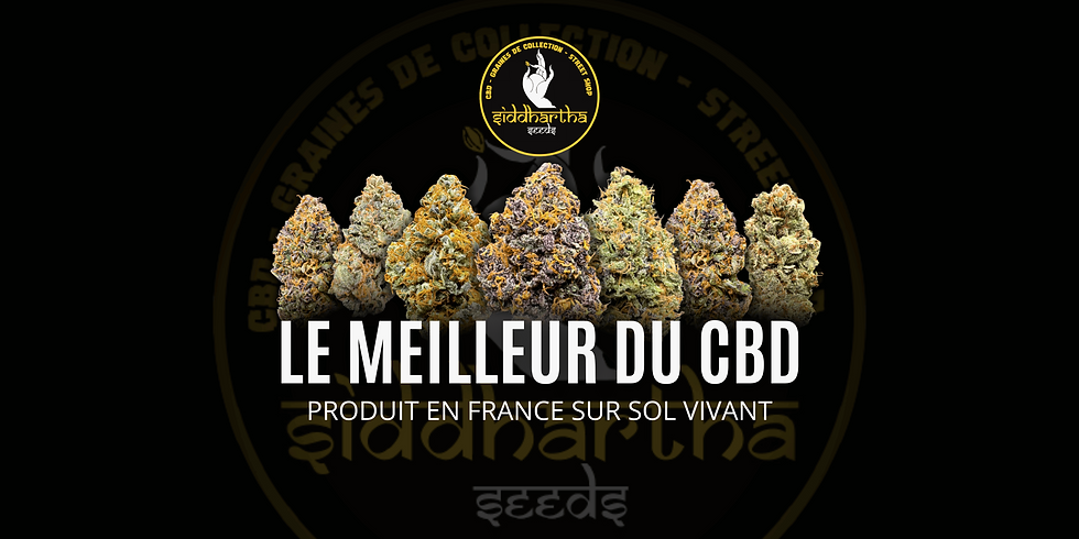 Bannière (1).png