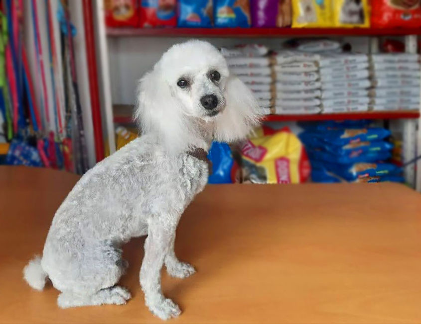 perro pequeño blanco despues de estetica canina