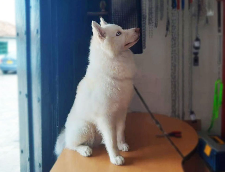 Perro blanco grande sentado despues de baño y peluqueria