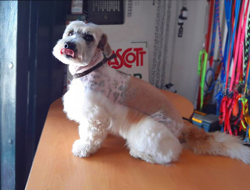 perro pequeño blanco despues de corte de pelo