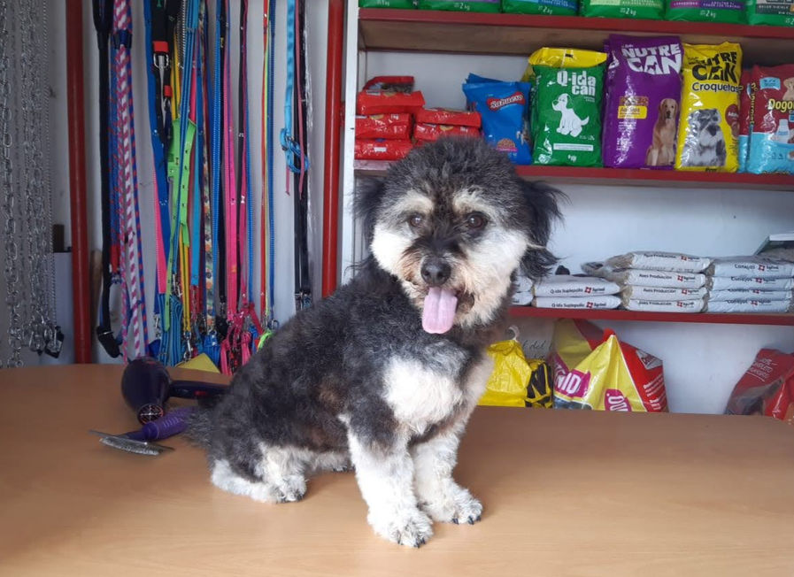 perro pequeño negro y blanco satisfecho despues de baño y peluqueria.