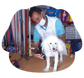 propietario de zoomascott peluqueando perro pequeño blanco.