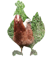 Servicio al campo, gallina cargando a un pollito en campo.