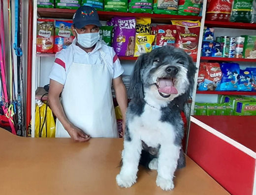 propietario de zoomascott y perro mediano negro y blanco.
