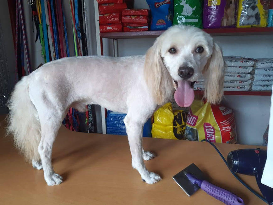 perro pequeño blanco feliz despues de un corte de pelo