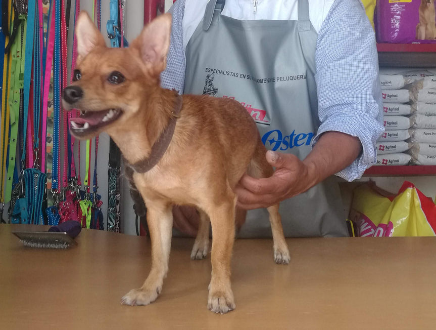 perro pequeño cafe feliz despues de baño.