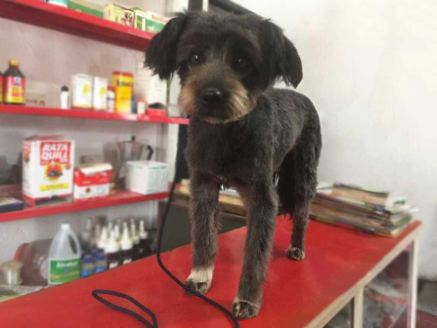 perro mediano negro feliz despues de corte y cepillado