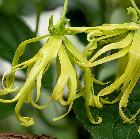 YlangYlang Essential Oil