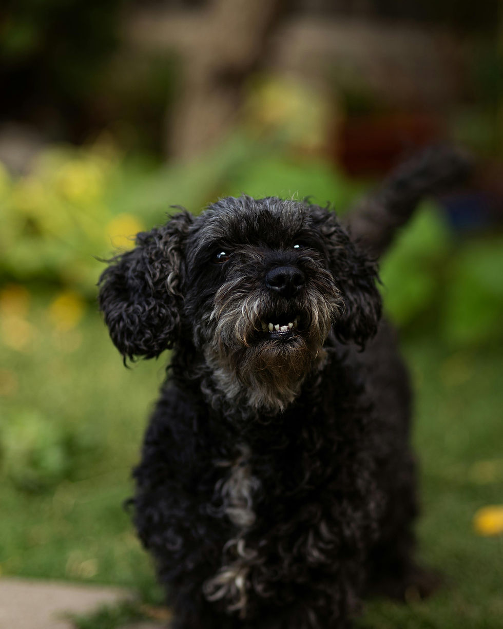 Pet Wellness