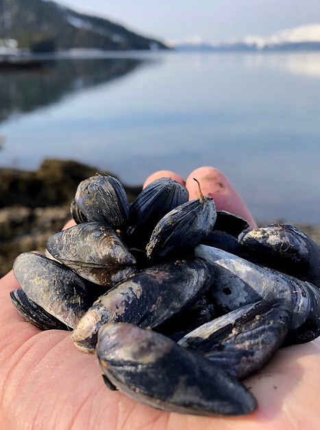 mussels.jpg