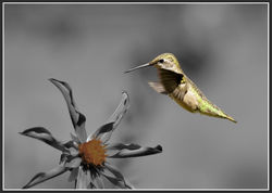 Pinwheel Hummingbird   5710 brd b&w.jpg