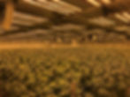 Controlled Environment Agriculture