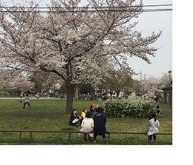 お花見
