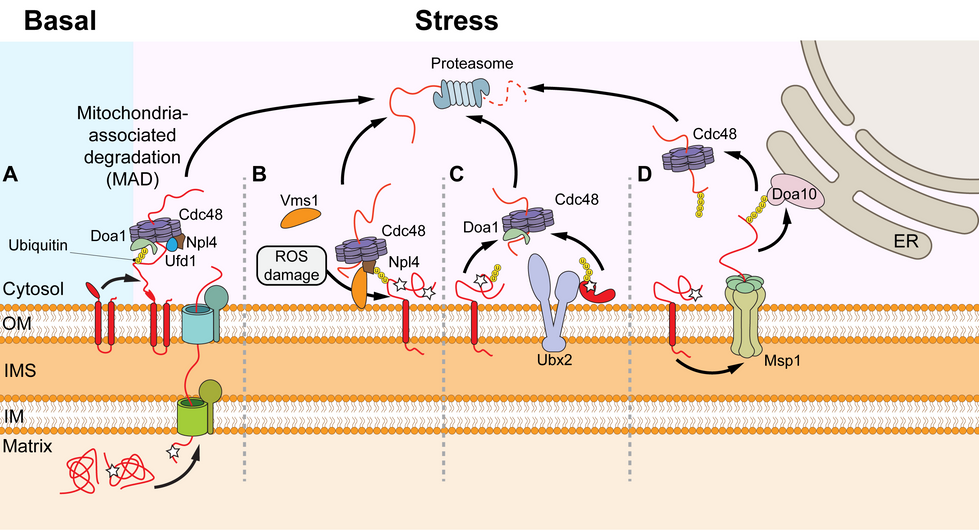 MAD and MAD-related proteasomal degradation of proteins in mitochondrial OM and inner compartments. IM, inner membrane; IMS, intermembrane space; OM, outer membrane; Star, damaged mitochondrial protein; U, ubiquitin.