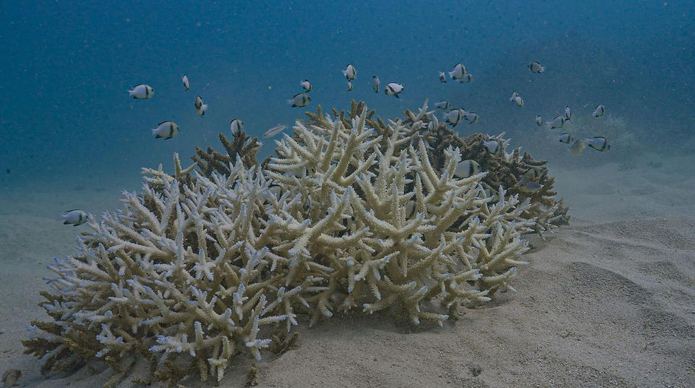 Damselfish amongst bleached coral (Acropora) in the Andamans