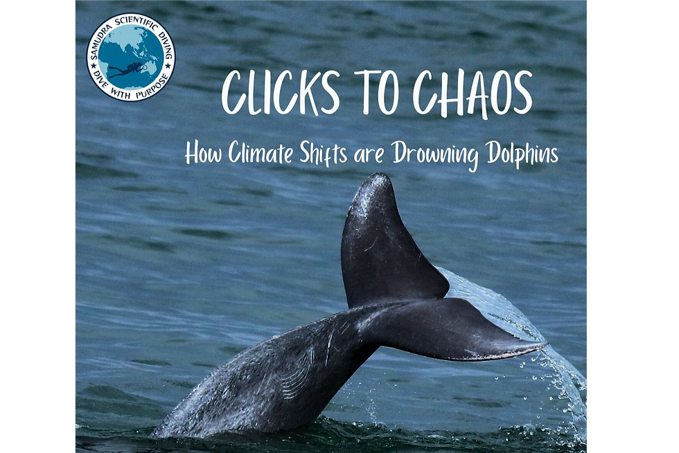 Clicks to Chaos: How Climate Shifts are Drowning Dolphins