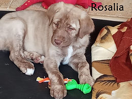 ROSALIA.jpeg