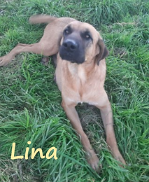 LINA (2).png