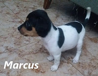 MARCUS 1.jpeg