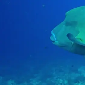 Red Sea: Brother Islands - A Scuba Dive Adventure (2024)
