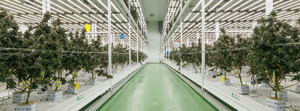 cannabis plants grow lights