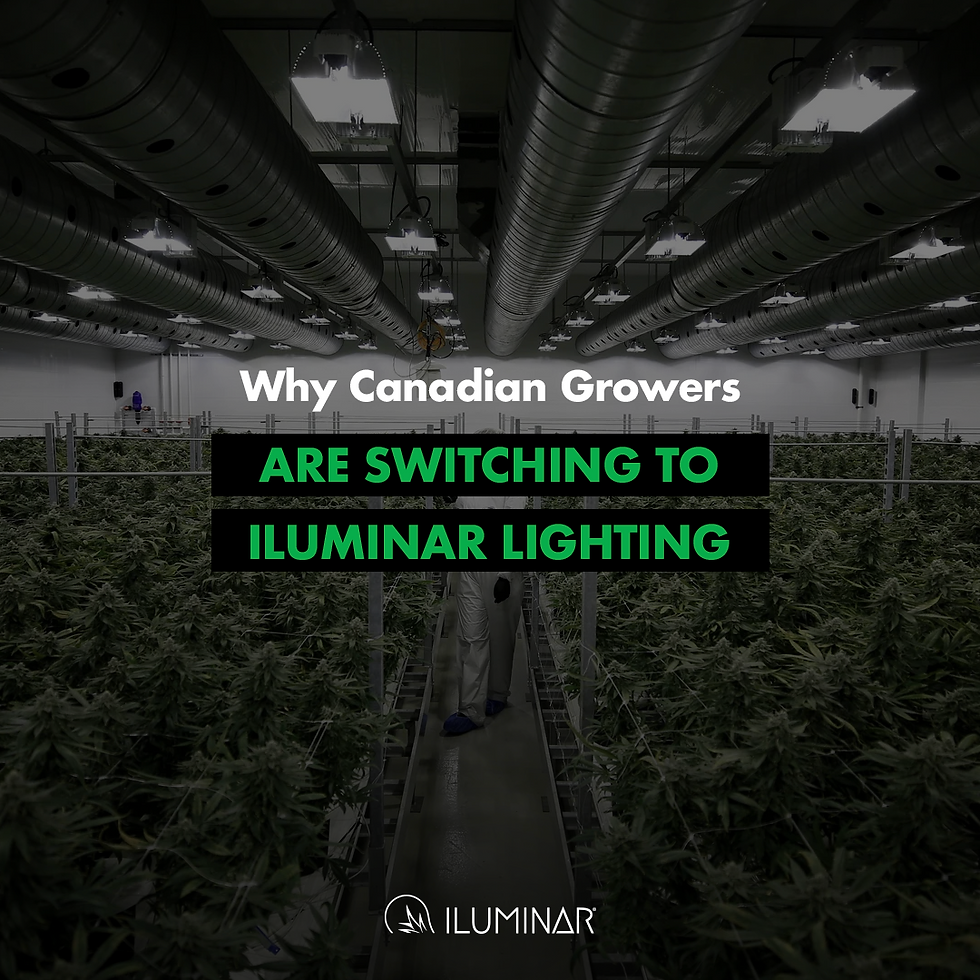 why canadian growers are switching to iluminar lighting