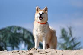 HATCHI HACHIKŌ histoire