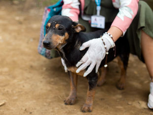 Módulo ambiental de la línea 123 ha atendido este año más de 6.000 casos de animales en emergencia