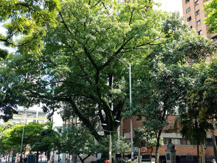 Más de 200 árboles y palmas patrimonio de la ciudad reciben tratamiento especial