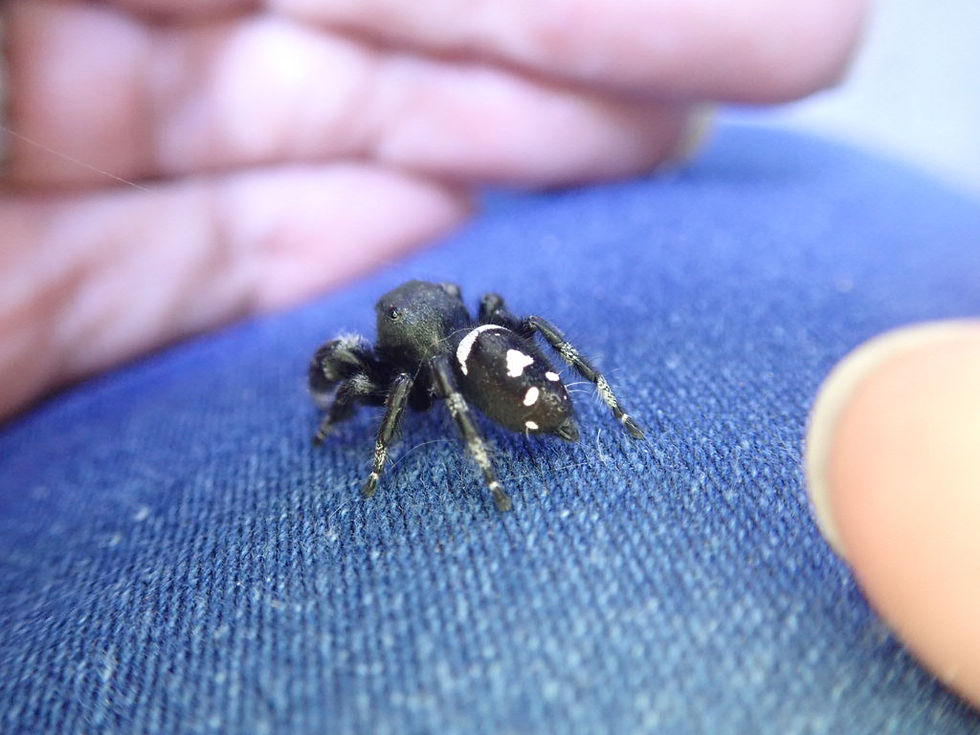 Thumbnail: Gorgeous Phidippus regius Soroa males 10-12 mm 
