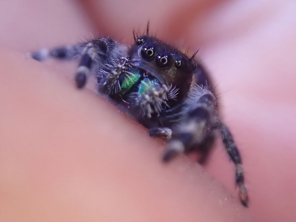 Minijatura: Beautiful Phidippus audax 'Big Bend' (Unsexed) 12mm +