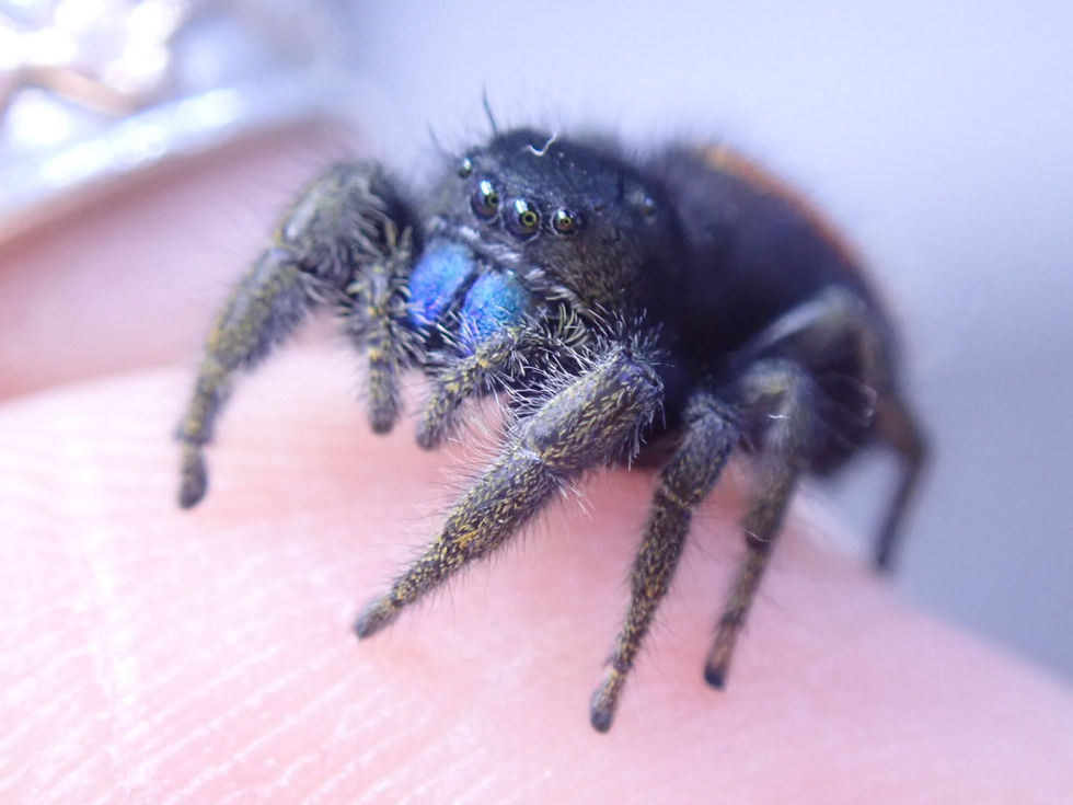 Sīktēls: Gorgeous Phidippus ardens females 12-15 mm  