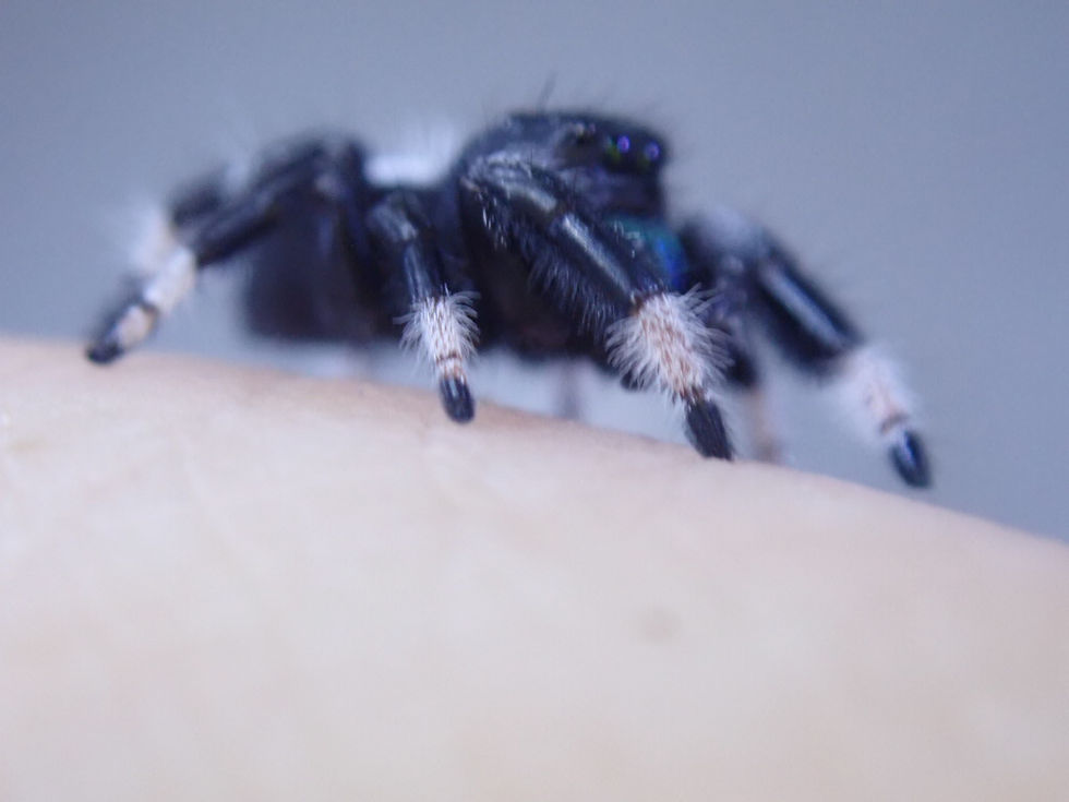 Miniatura: Beautiful Phidippus regius Everglades Florida males 10-12  mm