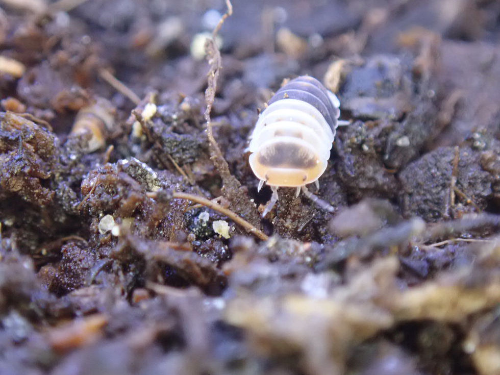 Thumbnail: 20 x Cubaris 'White Shark' Isopods ( small Juviniles)