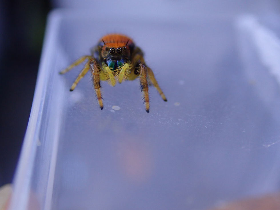 Indexkép: Beautiful Phidippus nikites (Poss male) 8-10 mm 