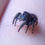 Thumbnail: Gorgeous Phidippus ardens (Unsexed) 10-12 mm 