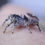 Thumbnail: Beautiful Phidippus adumbratus females 10-12 mm