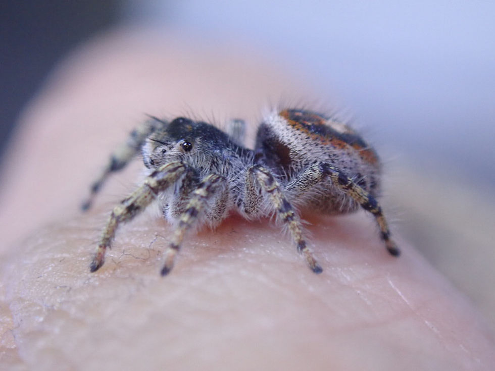 Miniatura: Beautiful Phidippus adumbratus females 12 mm
