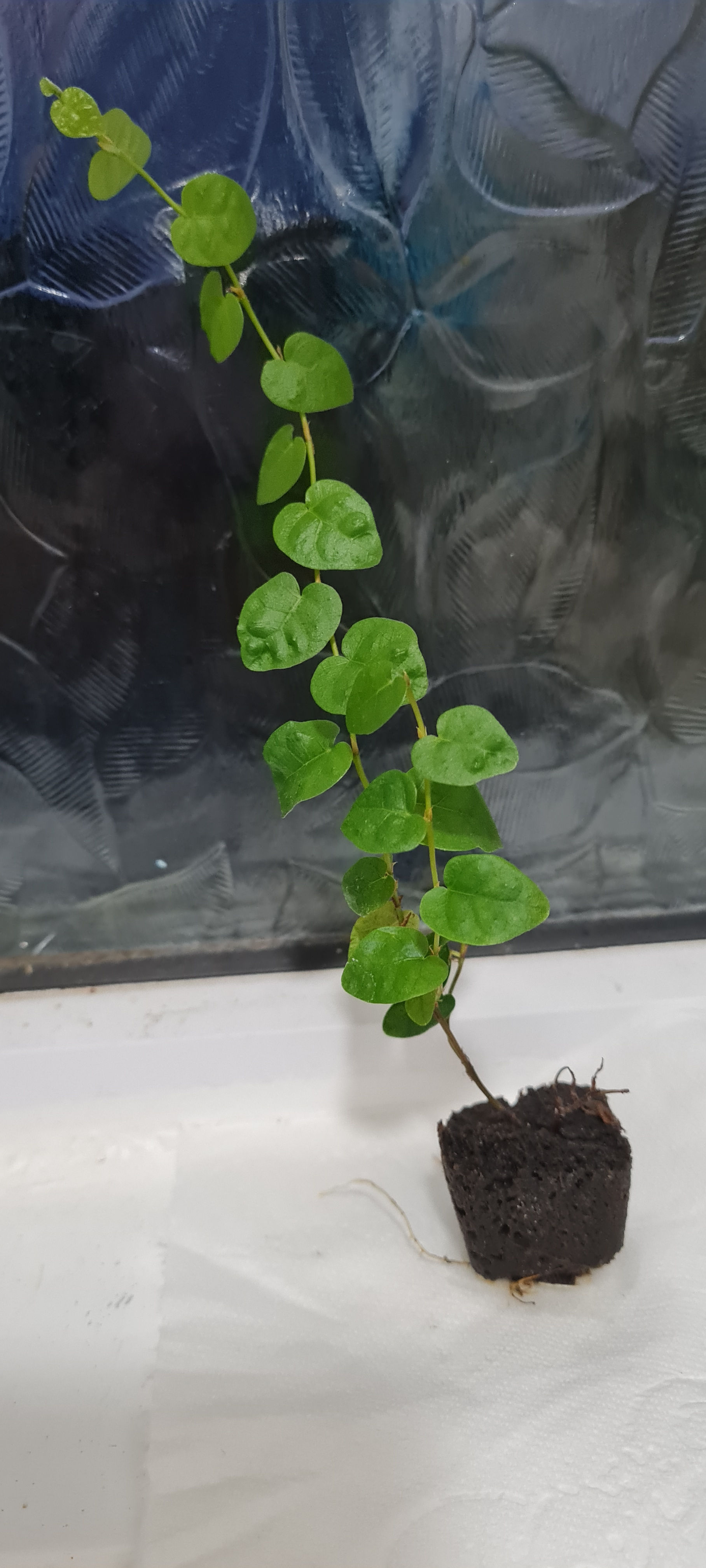 JSW Live Creeping Ficus Pumila 'Green' Plug plant