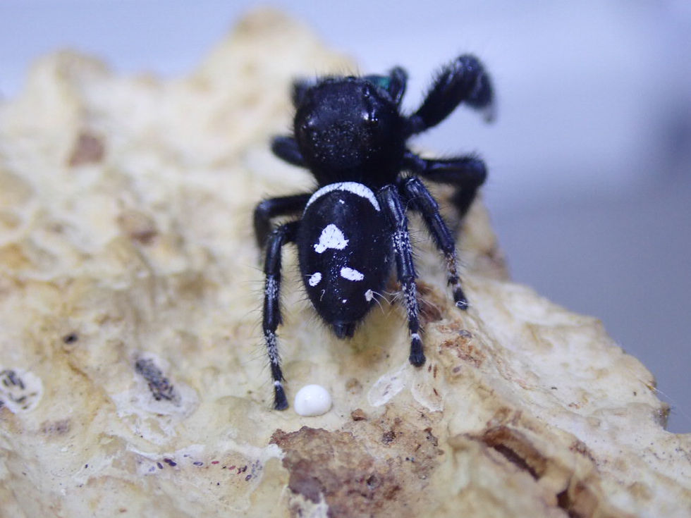 Thumbnail: Gorgeous Phidippus regius Soroa males 10-12 mm 