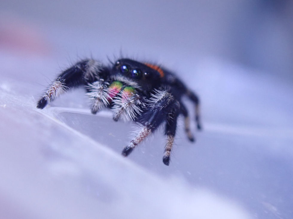 Thumbnail: Stunning (Dark phase) Everglades Florida female (EFDF1) 10-12 mm