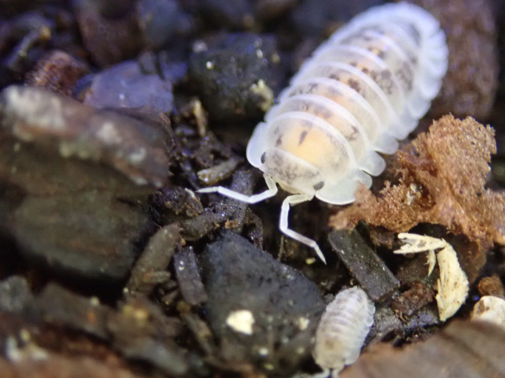 Special Offer-Cubaris 'Shiro Utsuri' Isopods x 10 Juviniles 