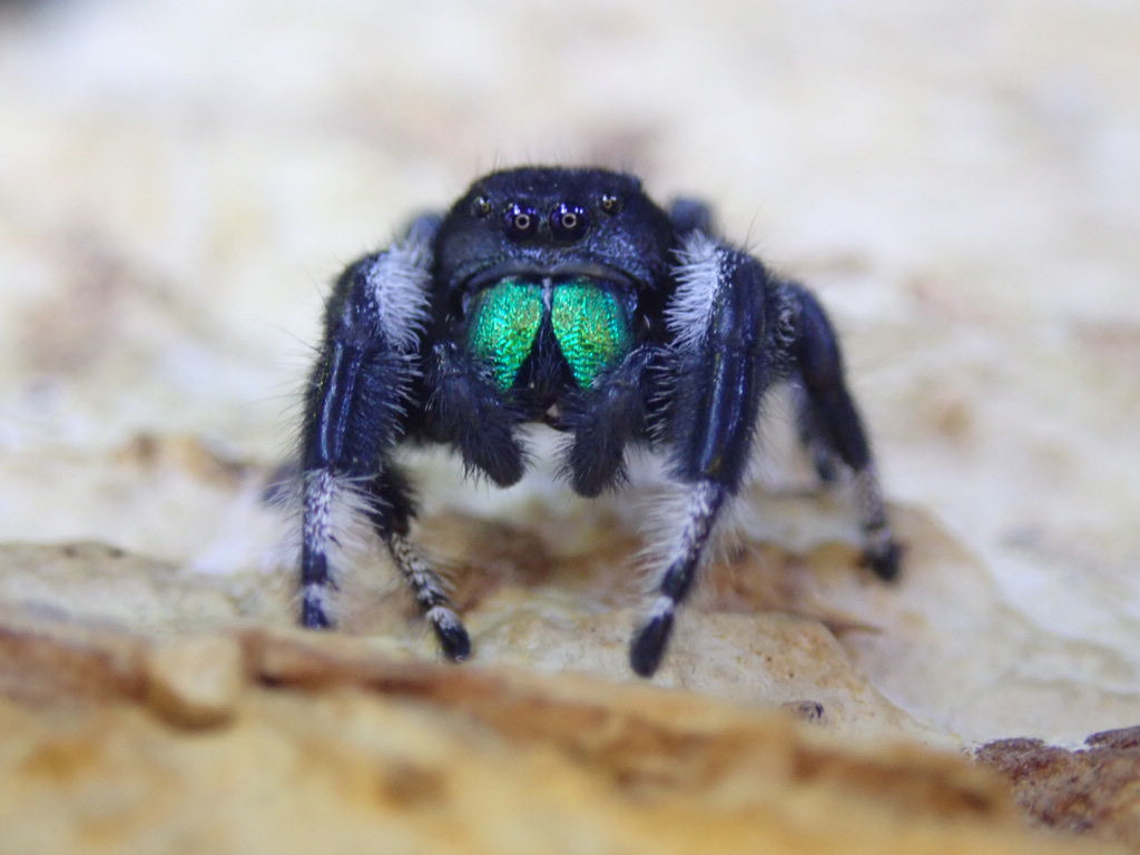 Gorgeous Phidippus regius Soroa males (Identical) 10-12 mm 