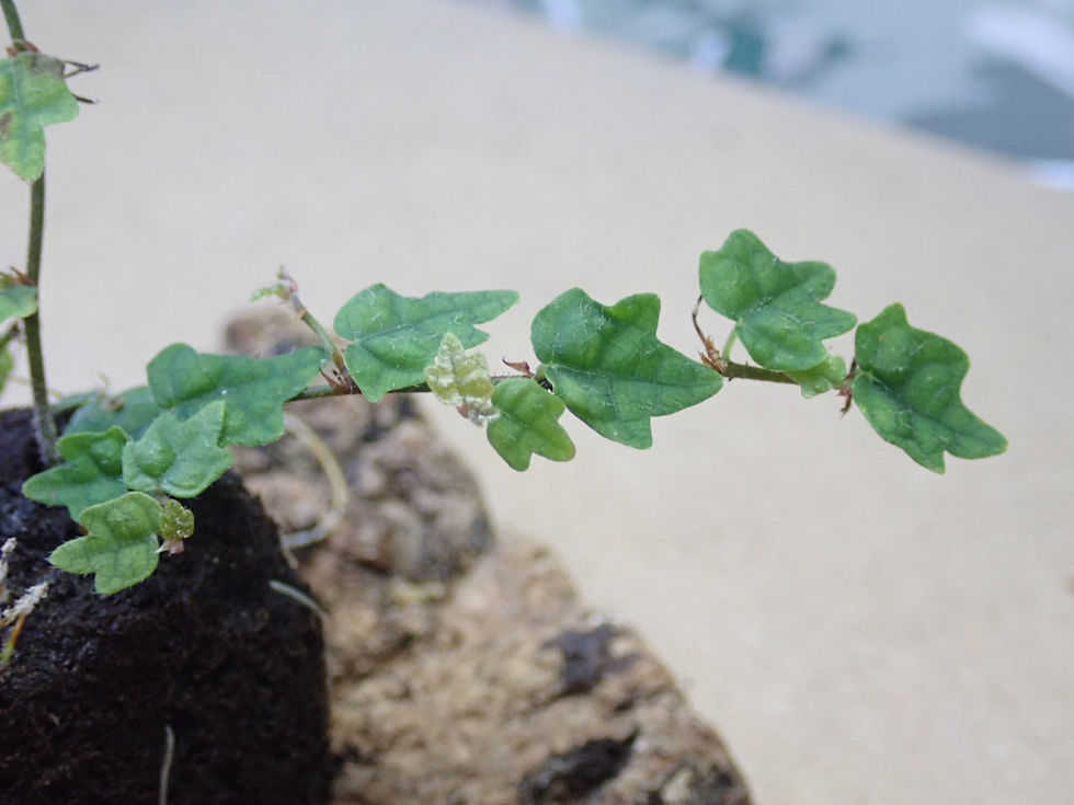 Thumbnail: JSW Live Oak leaf fig (Ficus Quercifolia) Rooted plug plant (small)