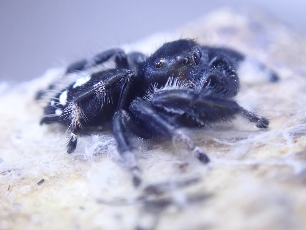 Miniatura: Gorgeous Phidippus regius Blue Mountains males 10-12 mm  